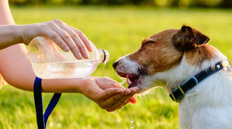 Anaplasmose beim Hund Diagnose und Behandlung Allianz