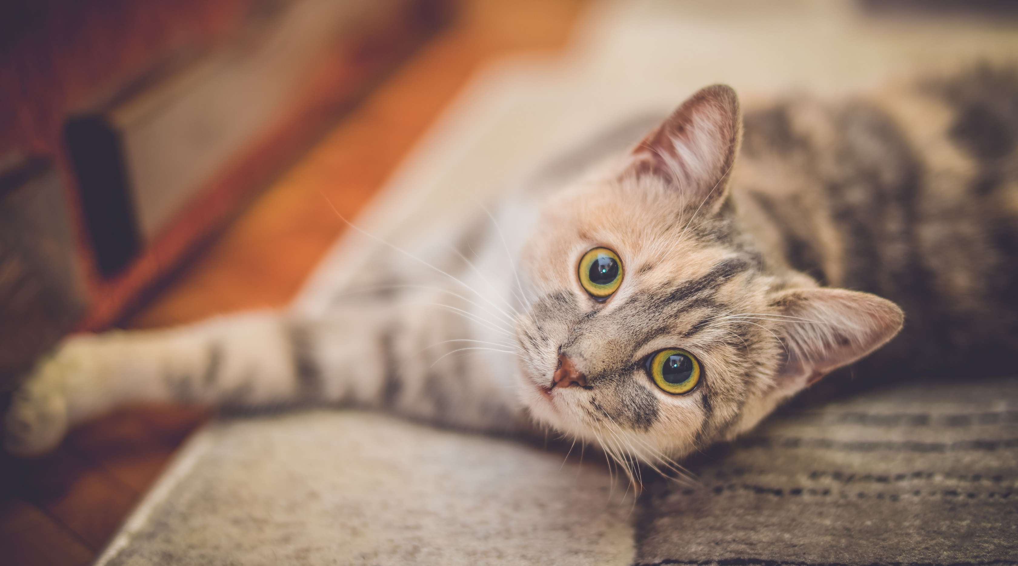 Allianz - Katze liegt auf dem Teppich
