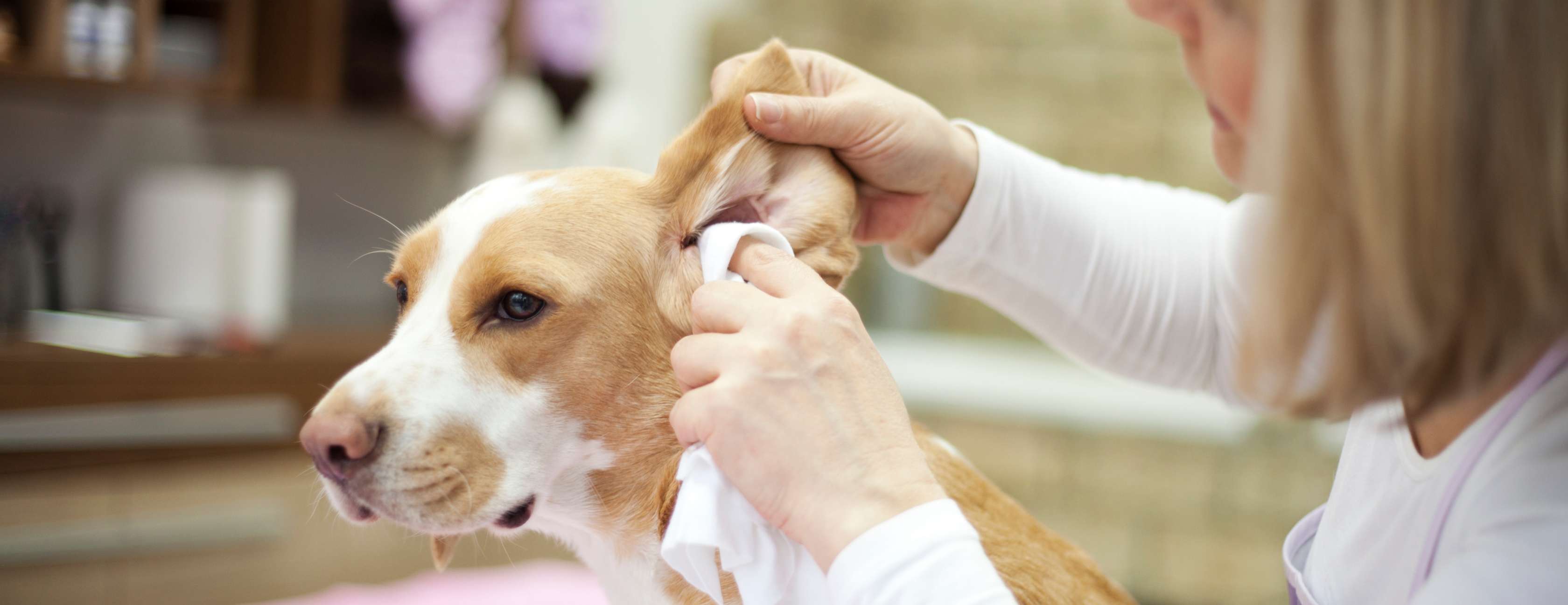 Hund Ohren reinigen ist regelmäßig Pflicht Allianz