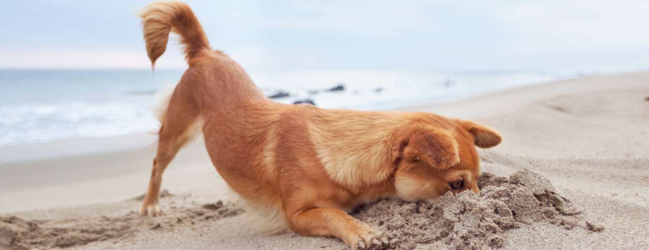 Leishmaniose Hund leidet an Mittelmeerkrankheit? Allianz