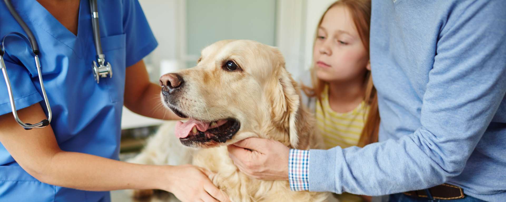 Sterilisation beim Hund Vorteile und Nachteile Allianz
