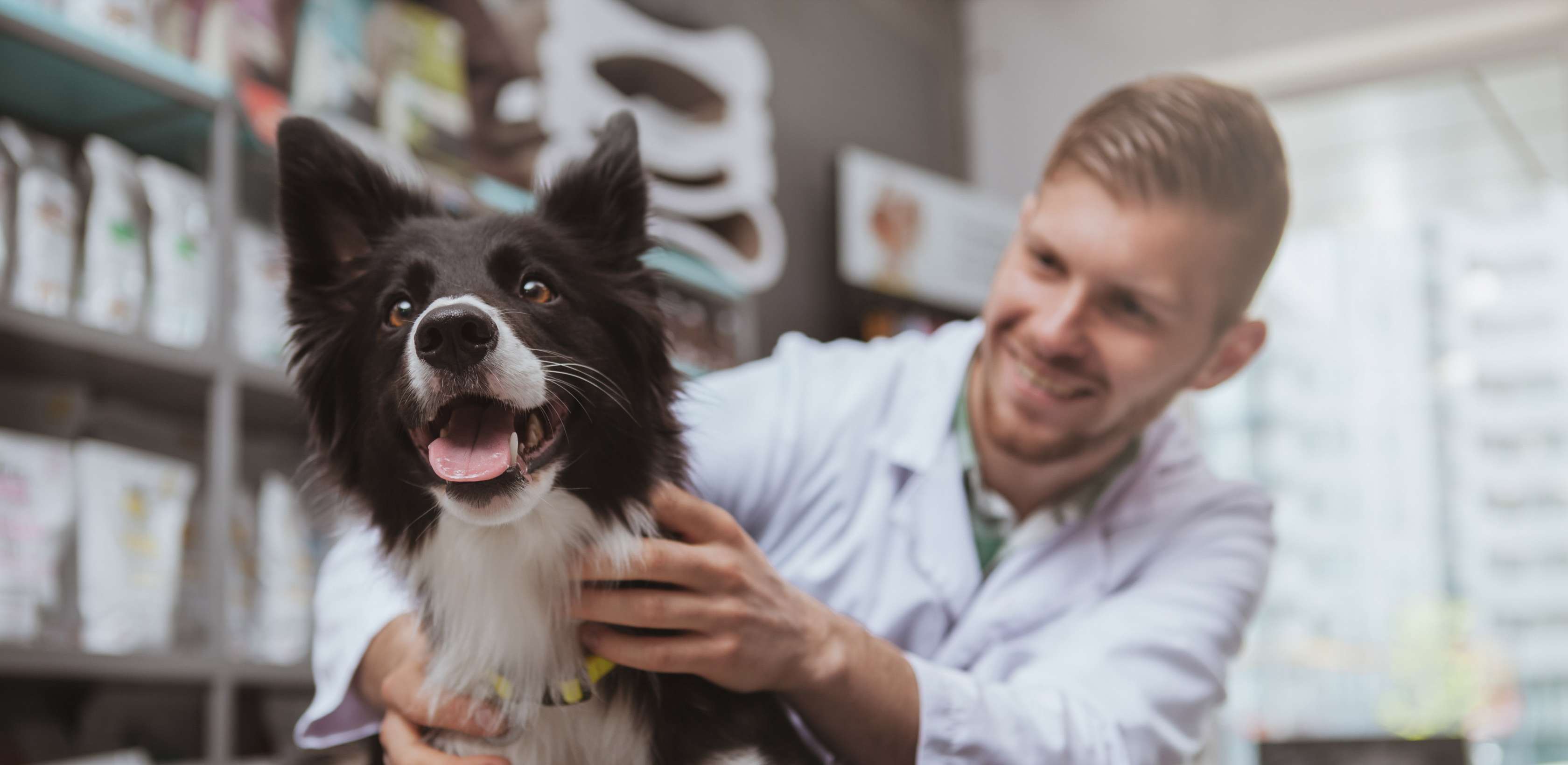 Tierarztkosten beim Hund: erwarten | Allianz