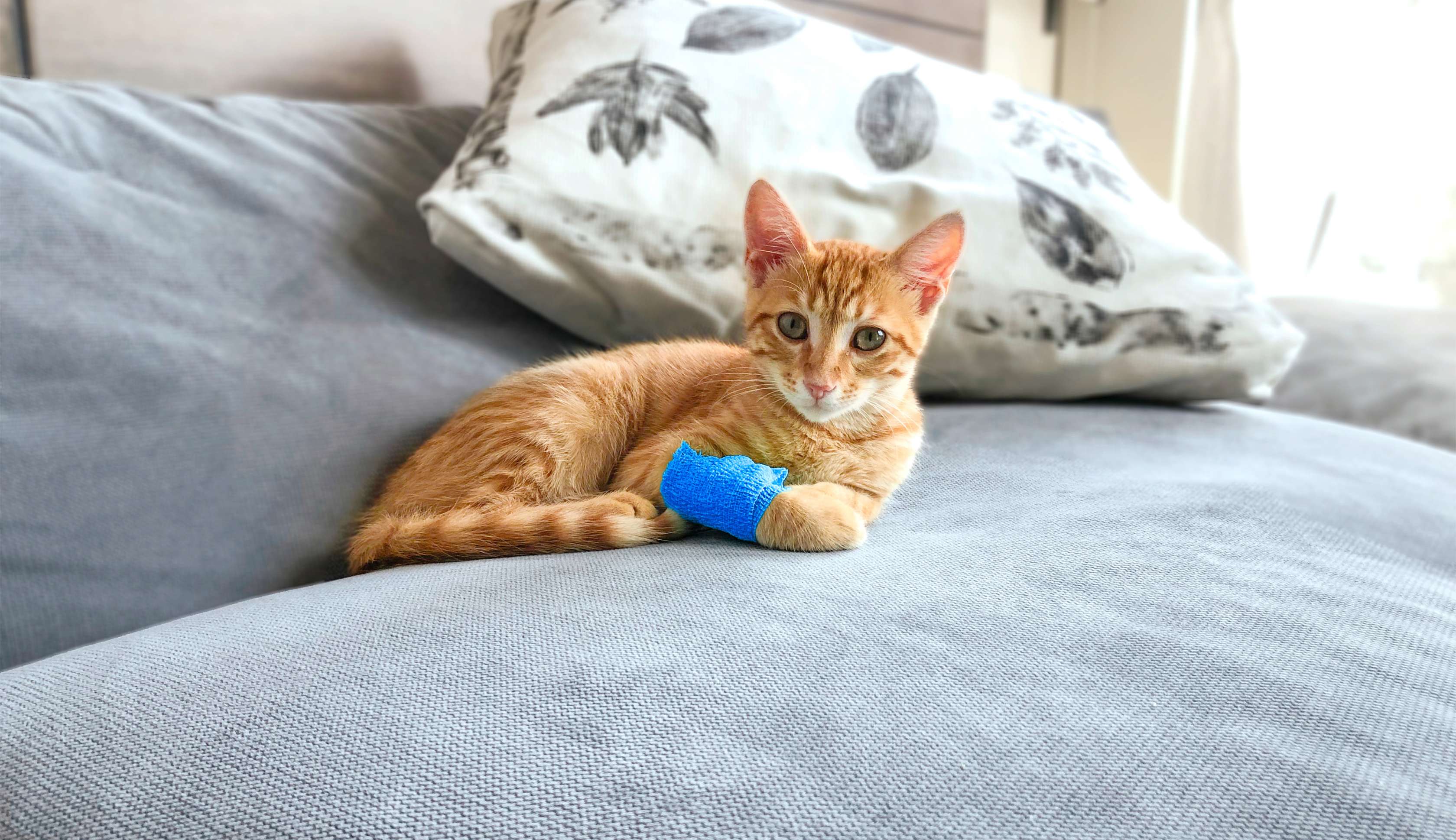 Katzenkrankenversicherung: Eine Katze liegt mit Verband am Fuß auf einem Bett
