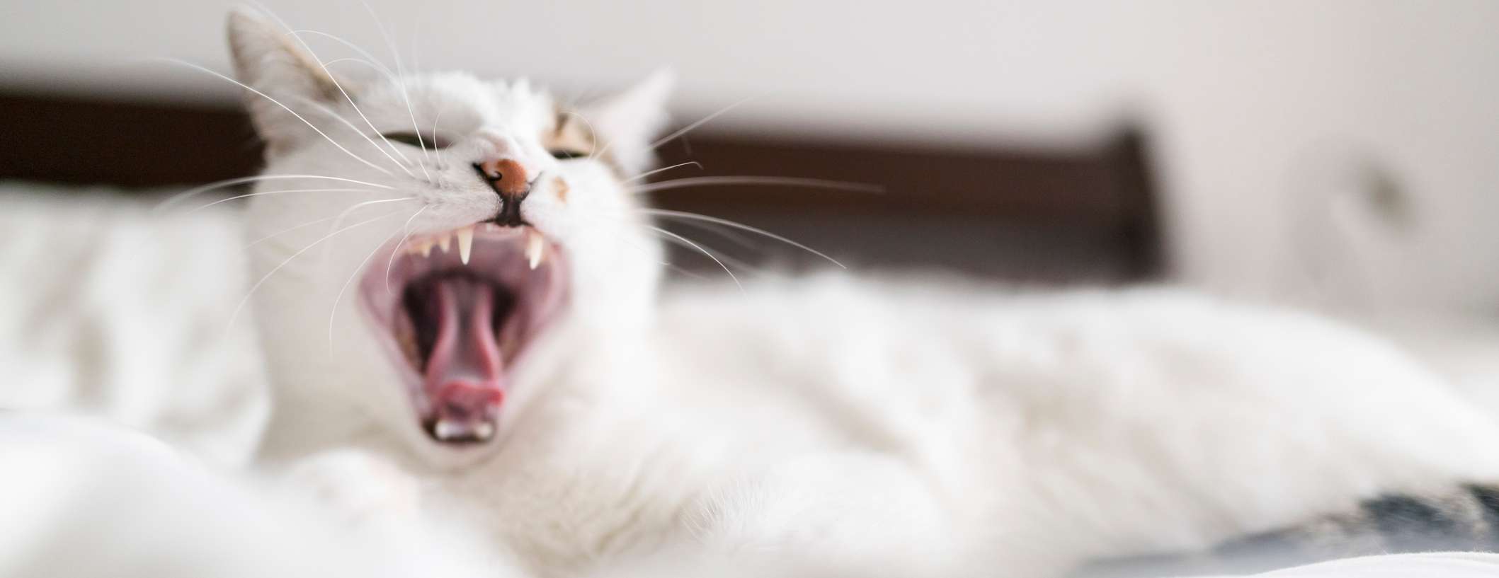 Weiße Katze liegt mit geöffnetem Maul auf Bett